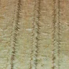 TESSUTO TENDA ORGANZA STROPICCIATA AZZURRO/ORO