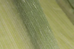 TESSUTO TENDA TINTA UNITA VERDE