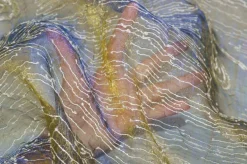 TESSUTO TENDINO ORGANZA CANGIANTE ORO BLU
